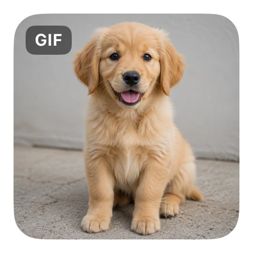 GIF Message preview